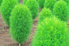 Vibrant Green Slender Kochia Scoparia Seeds - Add a touch of intrigue and texture to your outdoor space