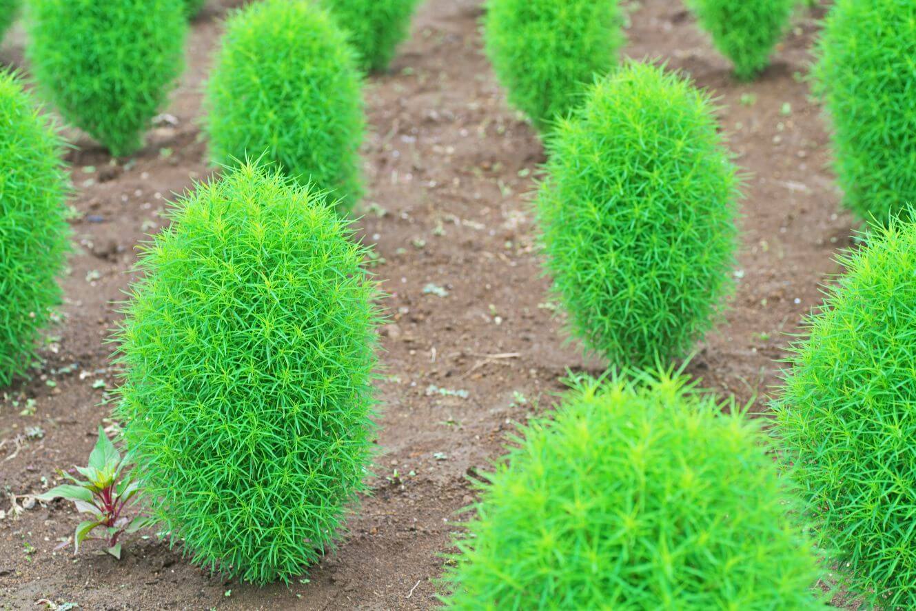 Premium Green Slender Kochia Scoparia Seeds - Start your own verdant wonderland with these high-quality seeds