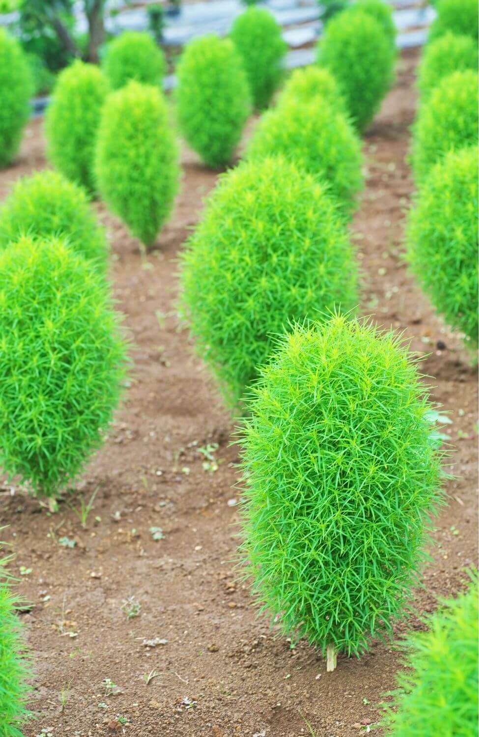 Green Slender Kochia Scoparia Seeds - Grow unique and eye-catching green foliage in your garden