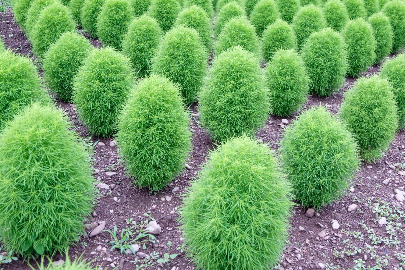Green Slender Kochia Scoparia Seeds - Transform your garden into a lush oasis with these striking green beauties