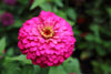 Pink Luminosa Zinnia Seeds - Grow radiant pink blooms that illuminate your garden with beauty