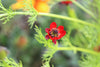 Red Summer Adonis Aestivalis Seeds - Grow vibrant red blooms for a stunning summer garden