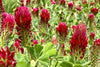 Premium Red Crimson Clover Seeds - Start a bold and beautiful floral carpet with these high-quality seeds