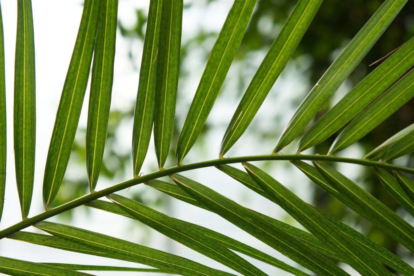 Transform Your Backyard into a Tropical Paradise with Phoenix Canariensis Seeds!