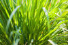 تحميل الصورة في عارض المعرض ، Lemongrass Seeds for Natural Aromatherapy - Grow aromatic lemongrass for a soothing and invigorating experience