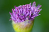 Carregue a imagem no visualizador da Galeria, Premium Purple Cornflower Seeds - Start a vibrant floral display with these high-quality seeds