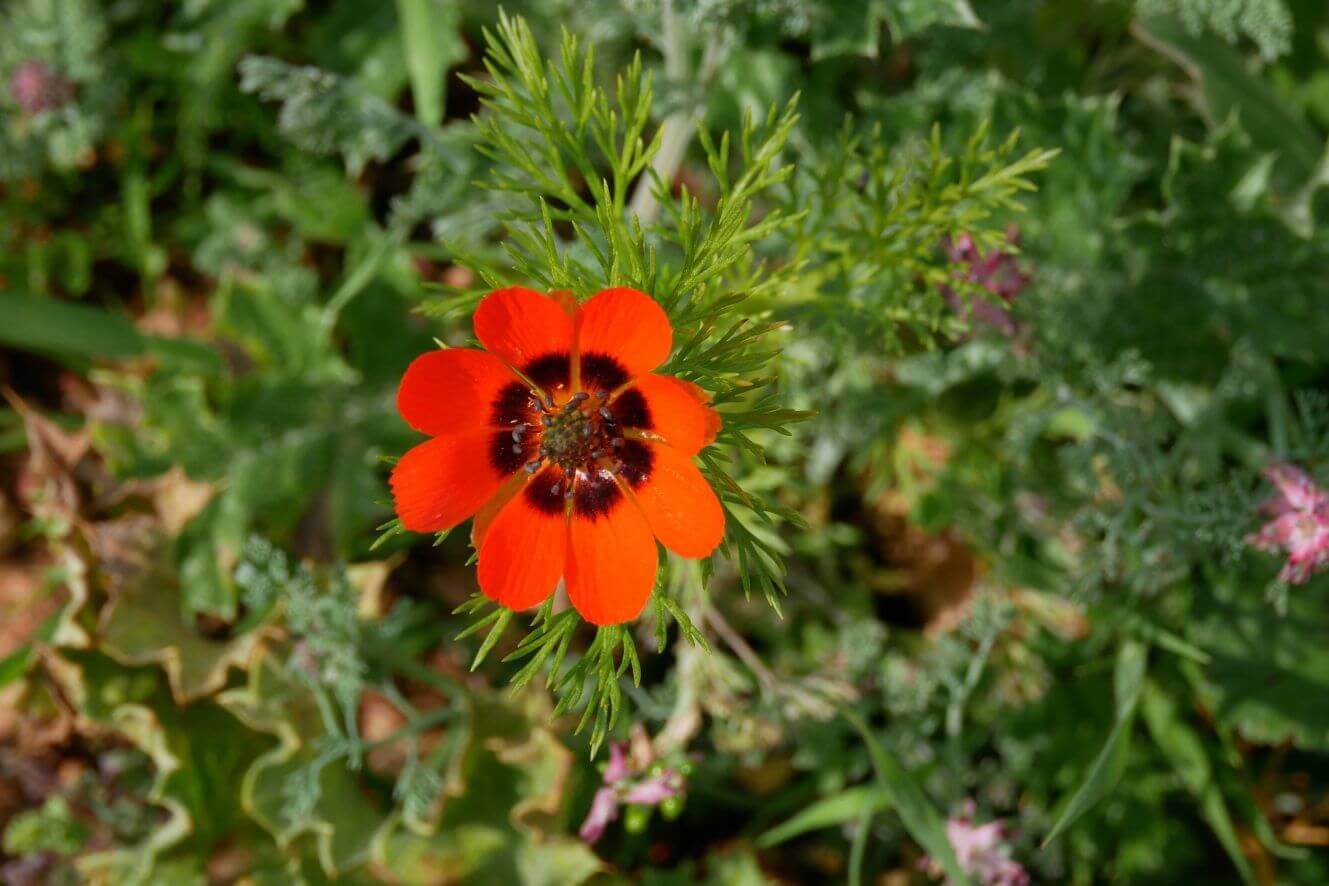 Captivating Red Adonis Aestivalis Seeds - Order Today!