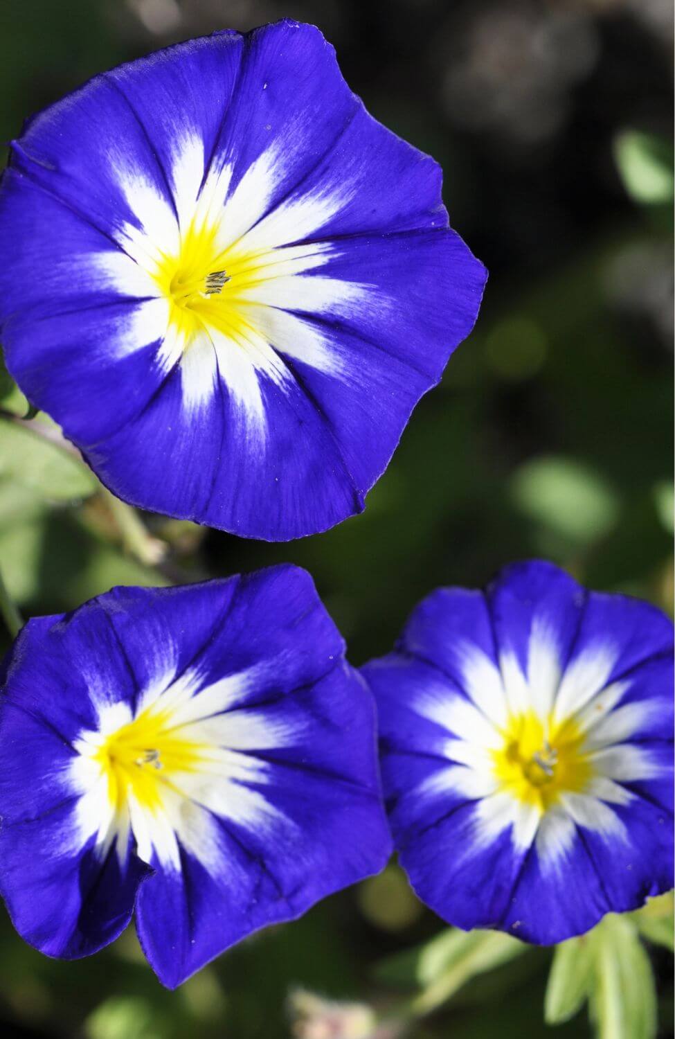 Premium Purple Convolvulus Tricolor Seeds - Start a mesmerizing floral display with these high-quality seeds