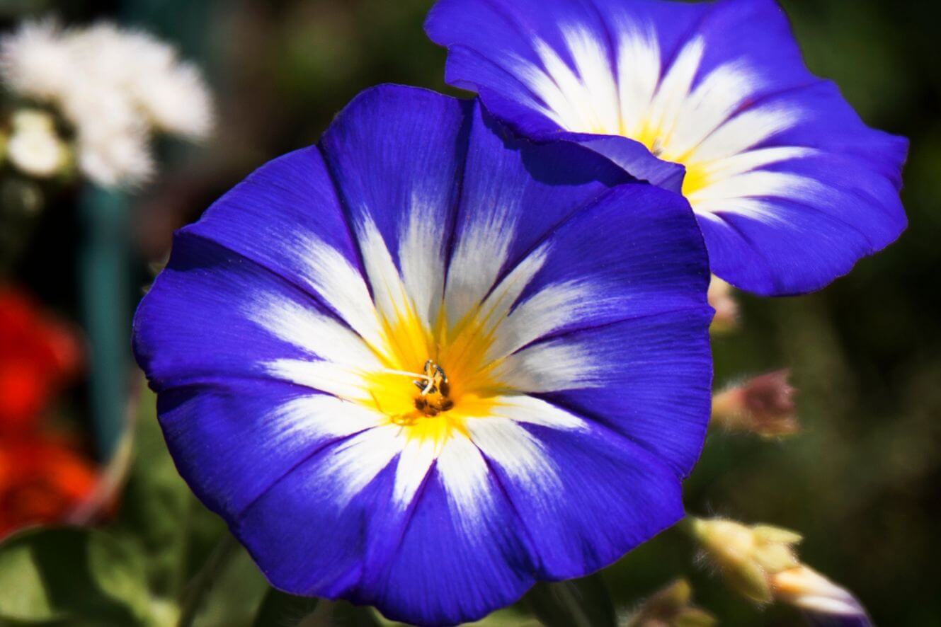 Purple Convolvulus Tricolor Seeds - Unleash the allure of deep purple blossoms in your garden oasis