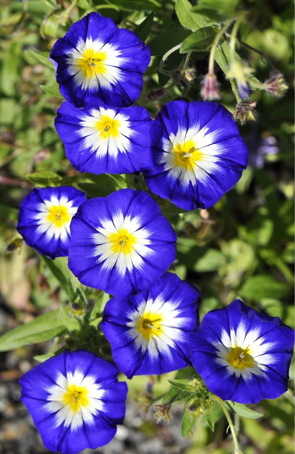 Purple Convolvulus Tricolor Seeds - Grow captivating purple blooms for a touch of enchantment in your garden