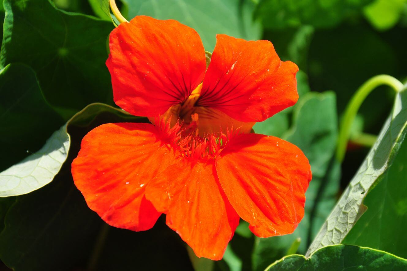 Get Your Hands on Nasturtium Tropaeolum Majus Seeds - Grow Your Own Edible Flowers at Home!