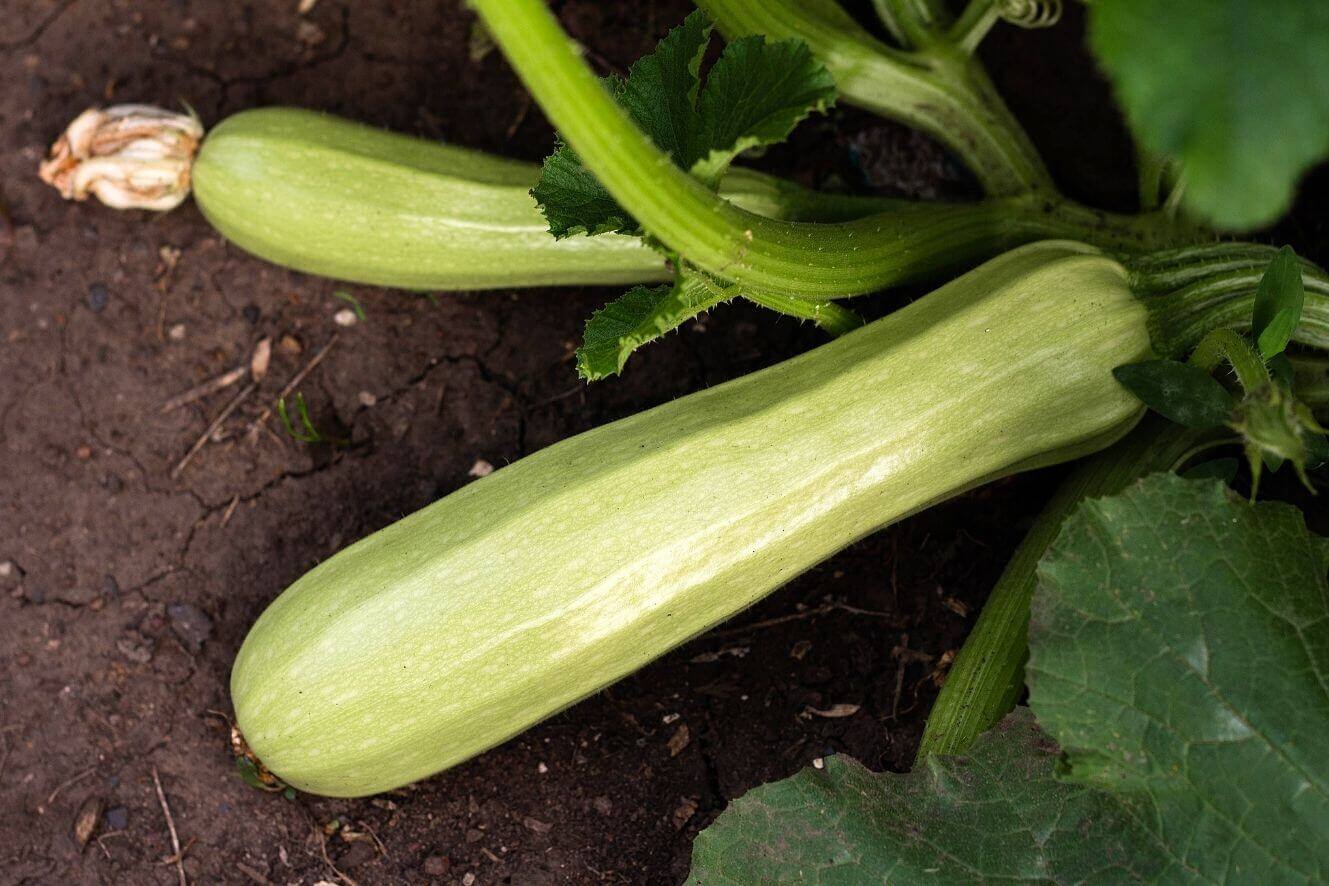 Premium Zucchini Seeds - Start your vegetable garden with high-quality zucchini seeds