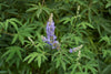Blue Chaste Tree Seeds - Grow beautiful blue blossoms and attract pollinators to your garden