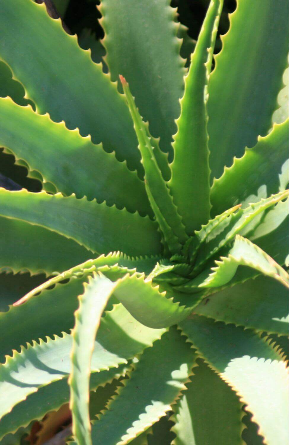Aloe Vera Barbadensis Miller - The Perfect Addition to Your Indoor Garden!