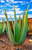 Afbeelding laden in galerijviewer, Get Your Hands on Aloe Vera Barbadensis Miller - Grow Your Own Healing Plant at Home!