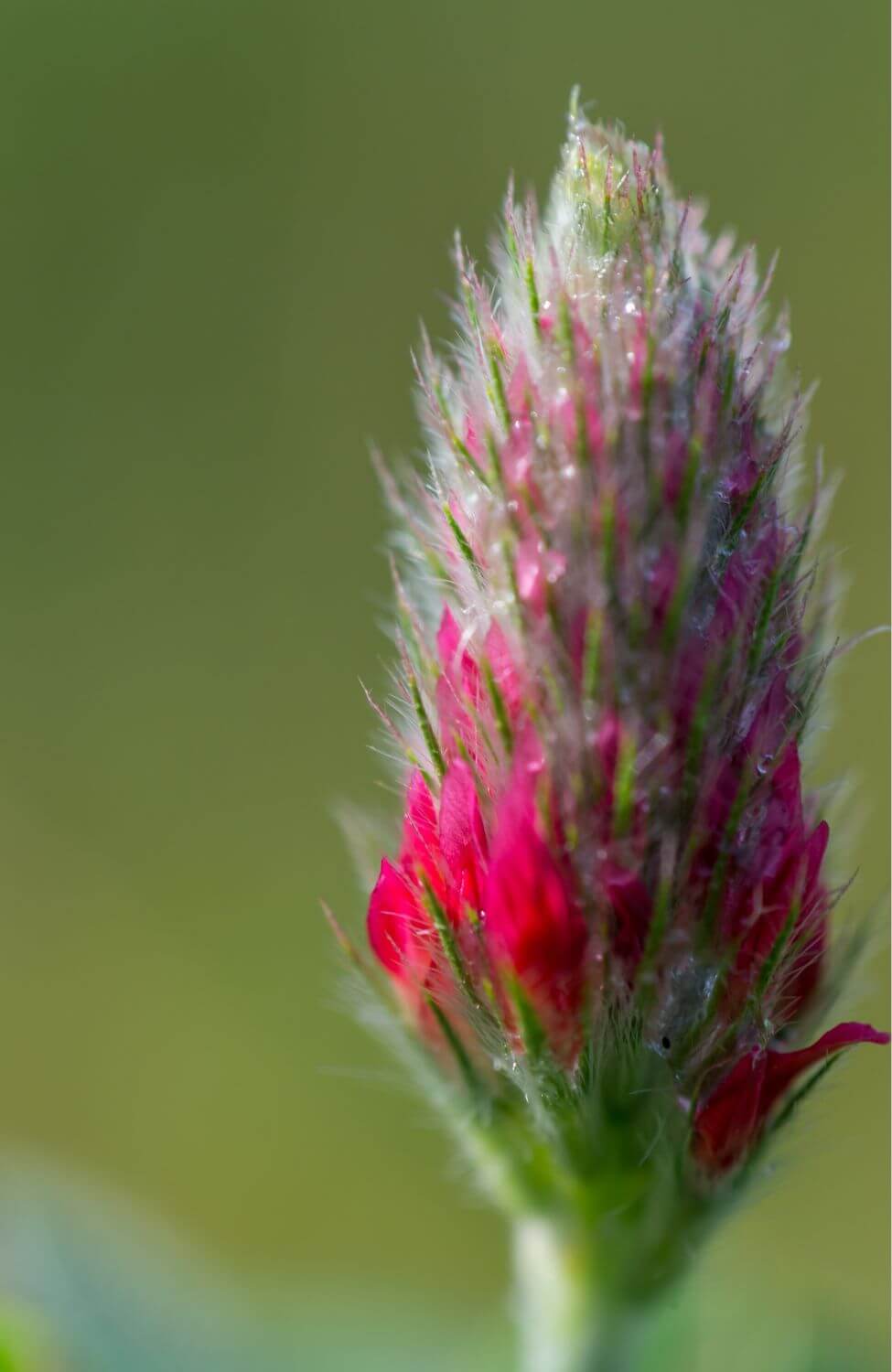 Red Crimson Clover Seeds - Grow a sea of vibrant red blooms in your garden