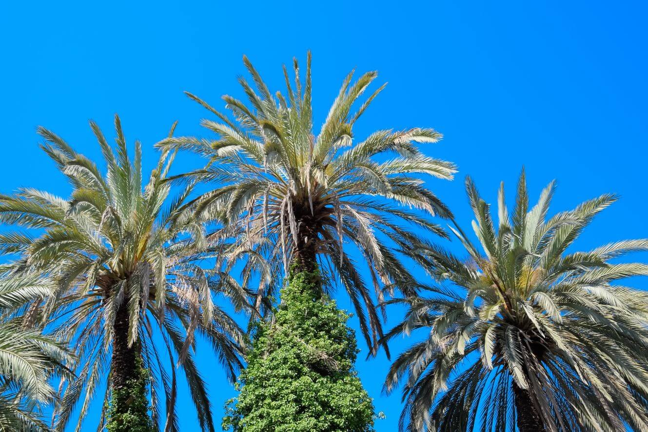 High-Quality Phoenix Canariensis Seeds - Perfect for Any Gardening Enthusiast!