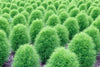 Green Slender Kochia Scoparia Seeds - Cultivate an enchanting landscape with these captivating green plants