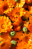 Ladda in bild i Galleri Viewer,  Buy Marigold Calendula officinalis - Grow Your Own Herb Garden!