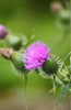  Buy Milk Thistle Seeds - Silybum Marianum - Grow Your Own Herb Garden!