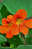 Buy Nasturtium Tropaeolum Majus Seeds - Add a Splash of Color to Your Garden!