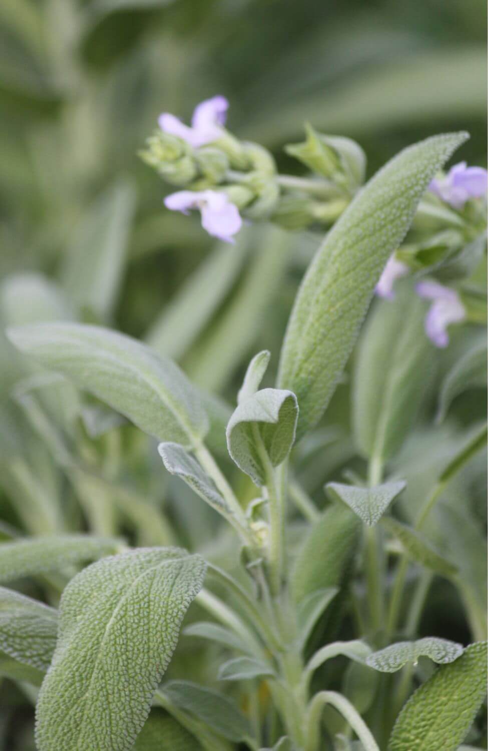 Get Your Green Thumb on with Spanish Sage Seeds - Order Now and Create Your Own Garden Oasis!