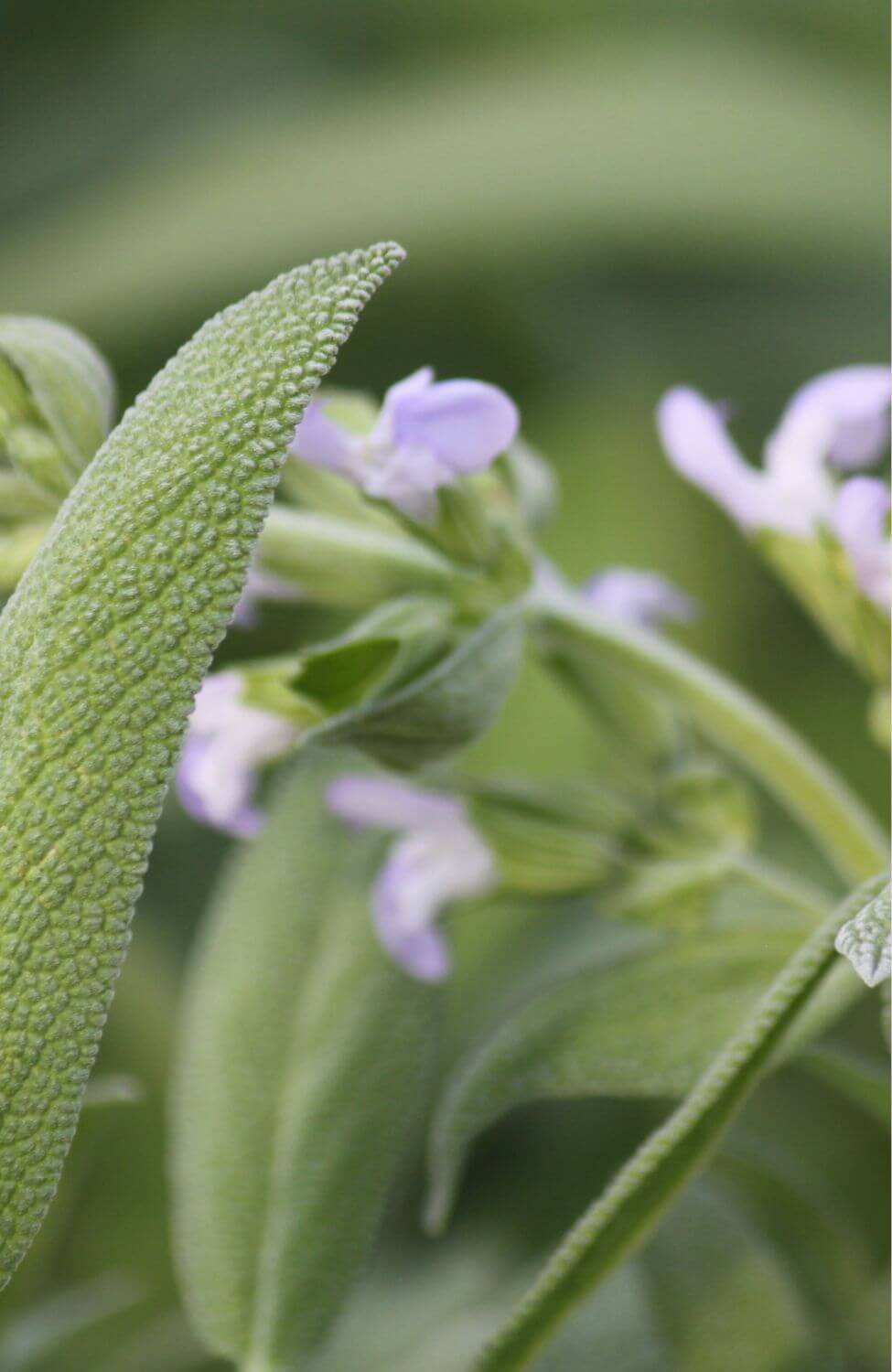 Add Spanish Sage Seeds to Your Garden - Elevate Your Cooking with Fresh Herbs!