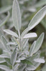 Indlæs billede i gallerifremviser, Buy Spanish Sage Seeds - Grow Your Own Aromatic Herb Garden!