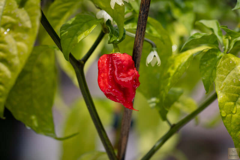 Carolina Reaper Hot Pepper Seeds