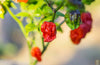 Plant Seeds Shop | Buy Hot Chili Pepper Carolina Reaper Seeds