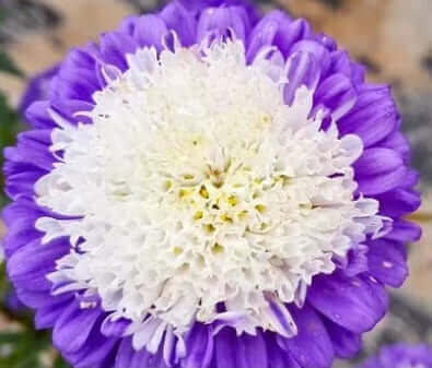Plant Seeds Shop | Buy Blue Aster Flower Seeds with White Heart