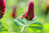 Red Crimson Clover Seeds - Enhance your garden with the allure of rich red blossoms
