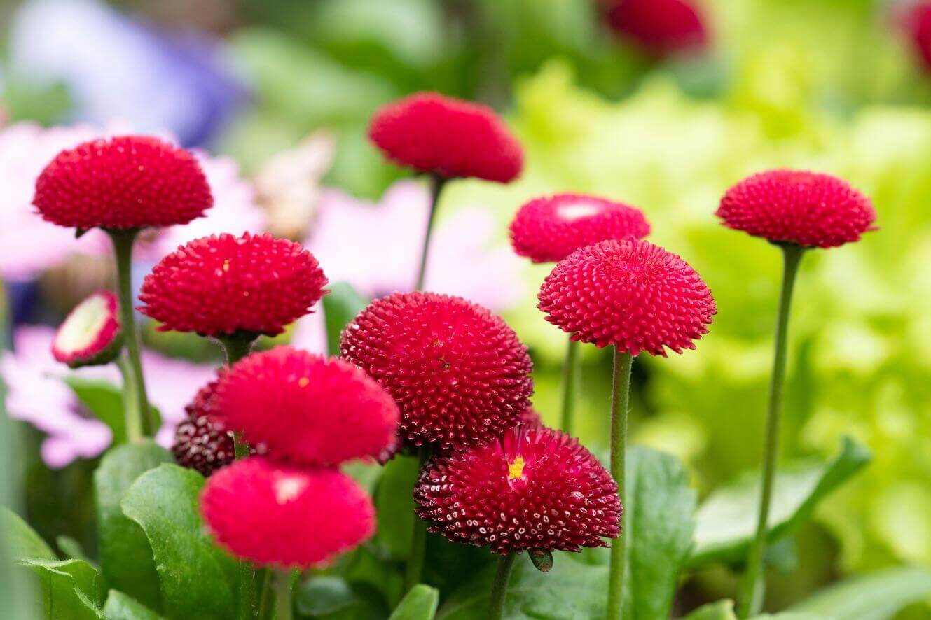 Premium Red English Daisy Seeds - Start a stunning floral display with these bold and beautiful red blooms