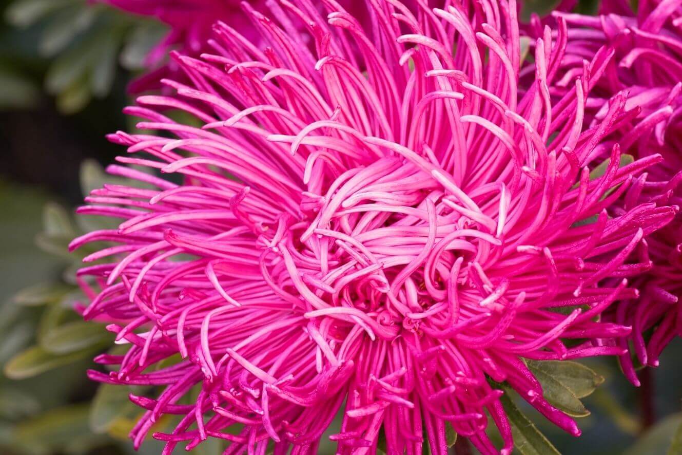 Premium Cherry Aster Seeds - Start a blooming paradise with these high-quality cherry-colored aster seeds