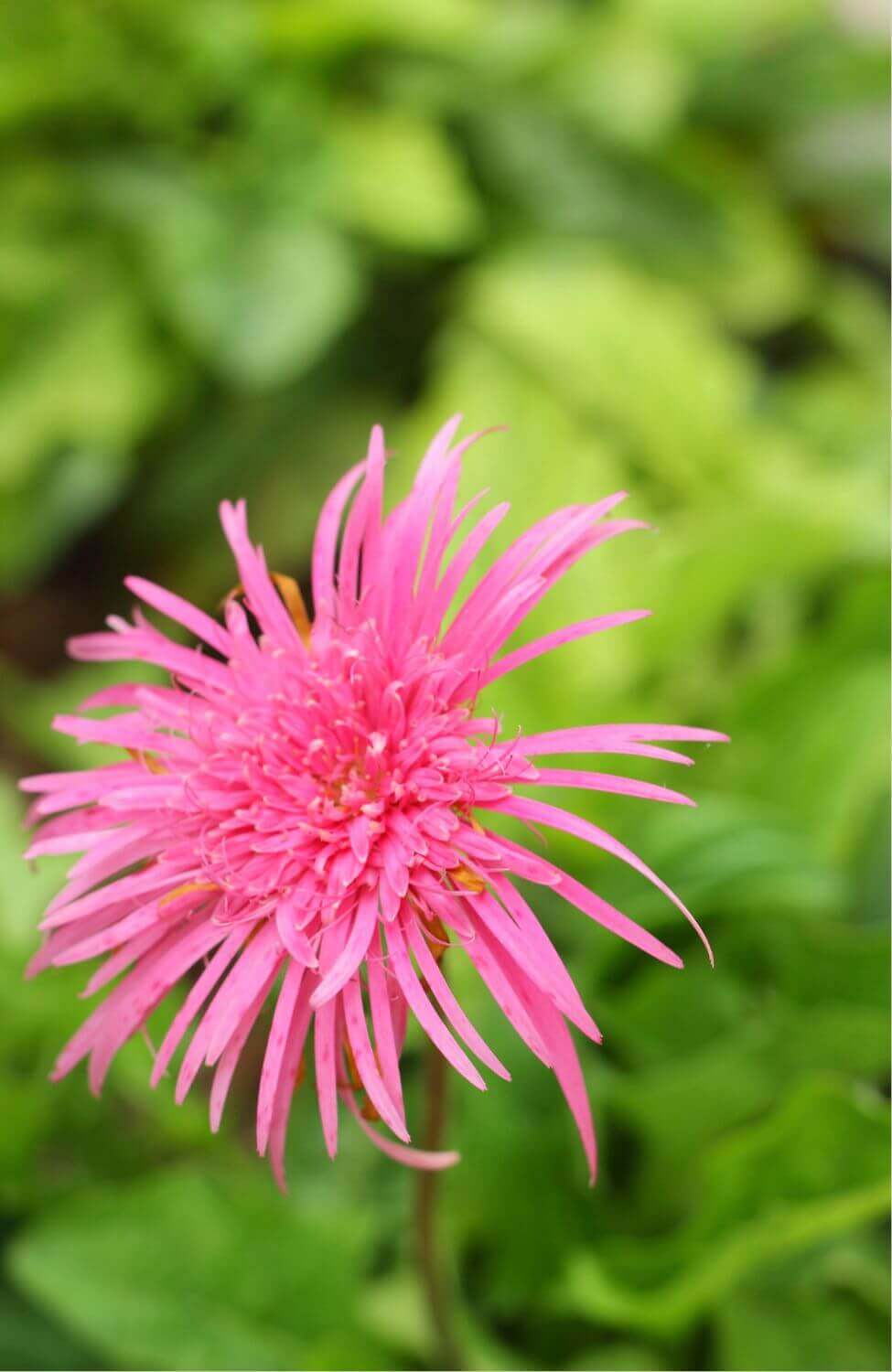 Cherry Aster Seeds - Grow vibrant cherry-colored asters for a burst of color in your garden