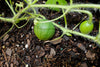 Grow Your Own Big Dragon Watermelon with our Top-Quality Seeds