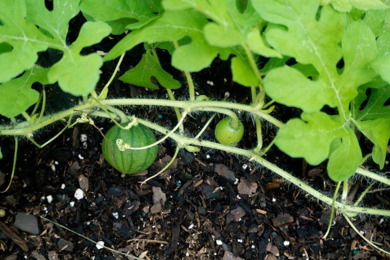 Get the Biggest and Sweetest Big Dragon Watermelon with our Premium Seeds