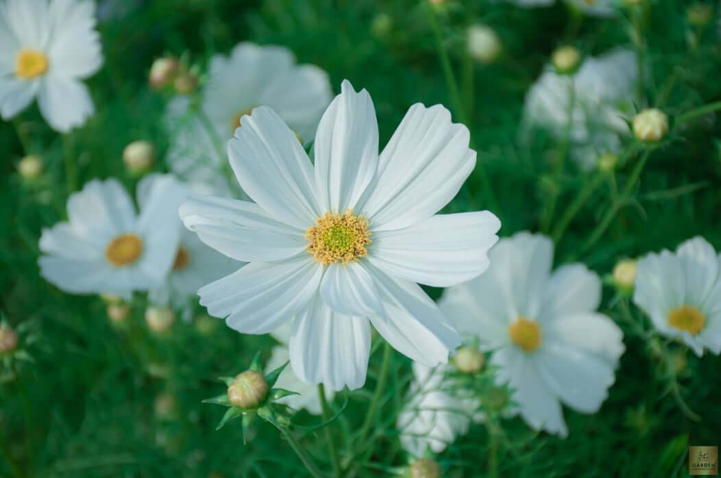 Get White Cosmos Middle Seeds - Flower Up Your Garden!