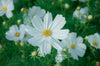 Lataa kuva gallerian katseluohjelmaan, Get White Cosmos Middle Seeds - Flower Up Your Garden!