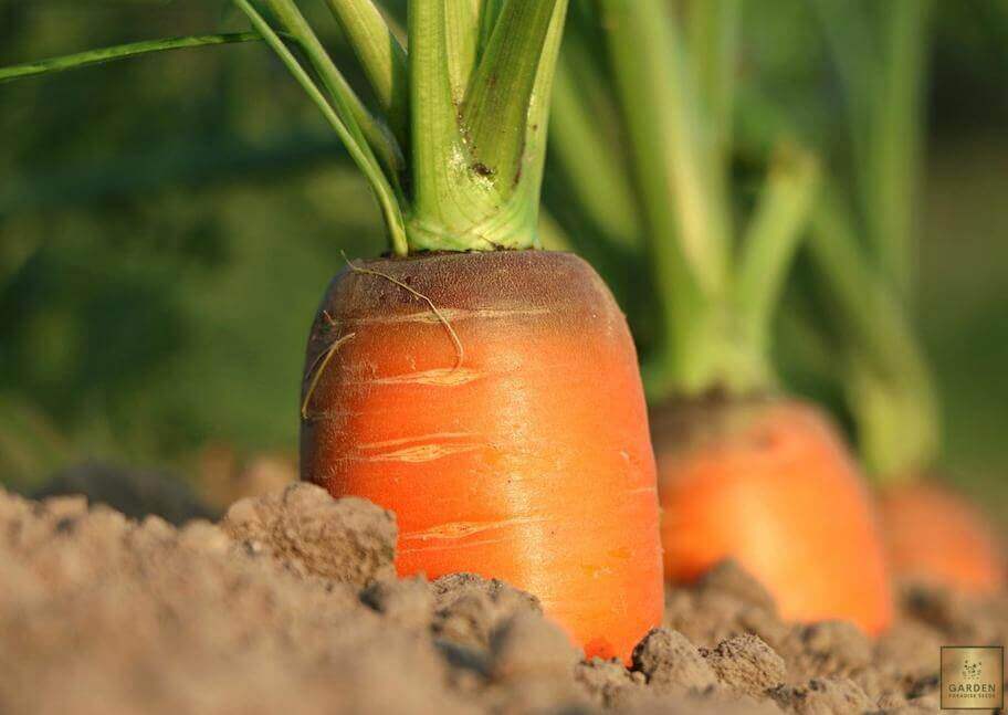 Experience the Joy of Freshly Grown Carrots - Early Nantes 2 Carrot Seeds