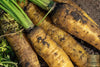 Golden Goodness: Buy Yellowstone Carrot Seeds for Colorful Harvests