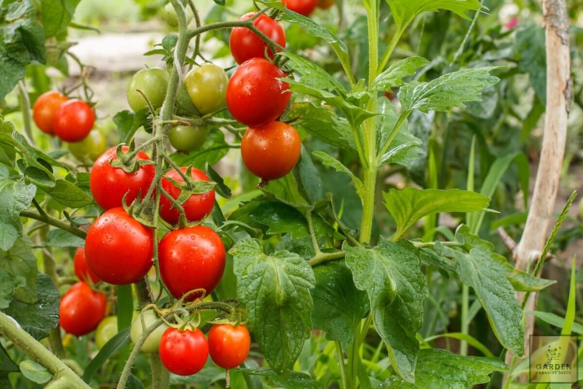 Red Cherry Tomato Seeds - Juicy Garden Delight