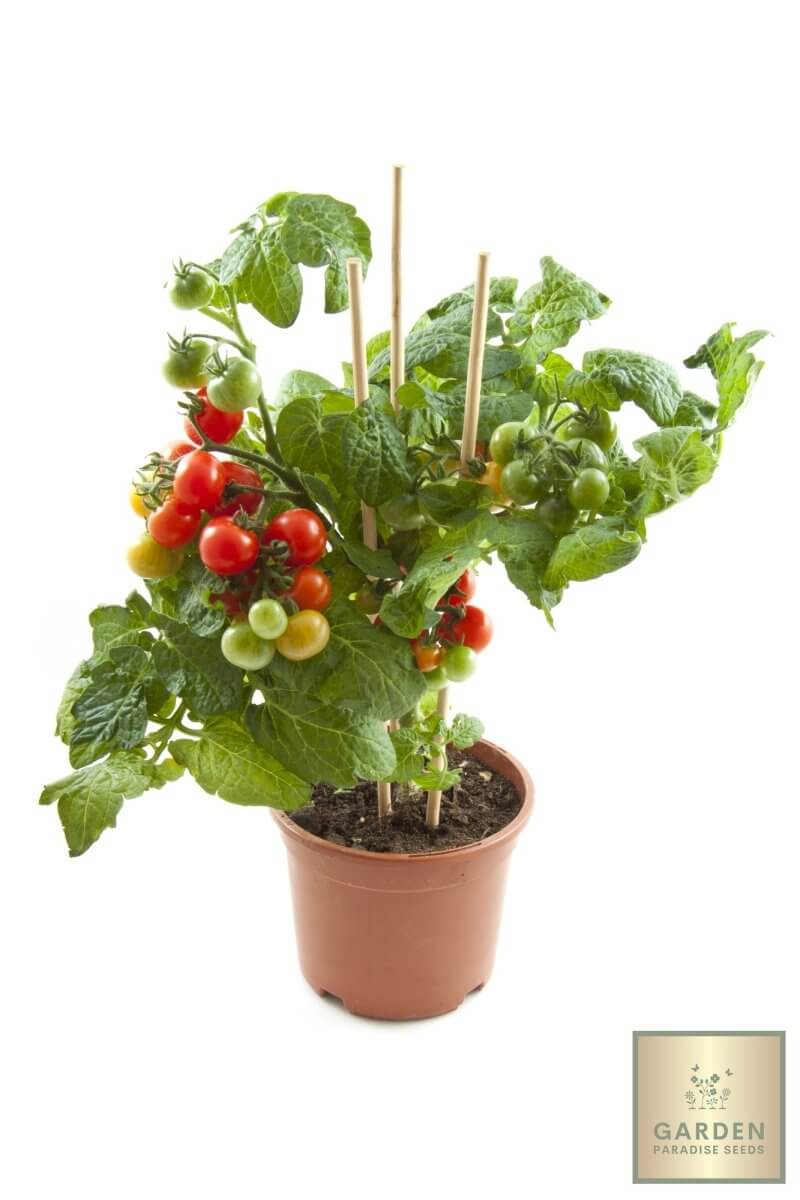 Plant Red Cherry Tomato Seeds - Sweet and Savory Treats