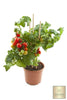 Lataa kuva gallerian katseluohjelmaan, Plant Red Cherry Tomato Seeds - Sweet and Savory Treats