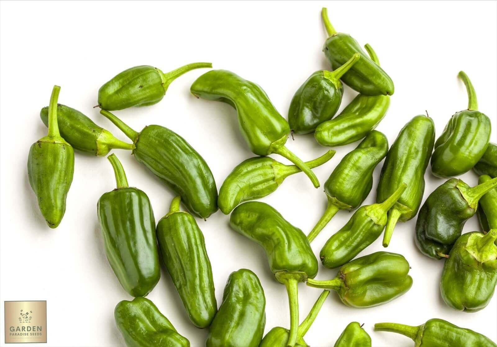 Buy Pimientos de Padrón Chili Pepper Seeds - Spice Up Your Garden 