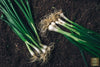 Four Season Dark Leaf Onion Seeds - Grow Fresh Spring Onions with Dark Leaves