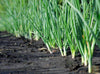 Indlæs billede i gallerifremviser, Buy England Green Onion Seeds Online - Grow Your Own Spring Onions 