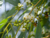 Buy Eucalyptus Globulus Seeds Online | Cultivate Your Own Eucalyptus Forest 
