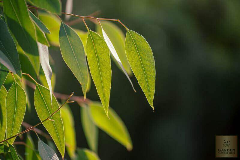 Premium Eucalyptus Globulus Seeds | Buy High-Quality Seeds Online 