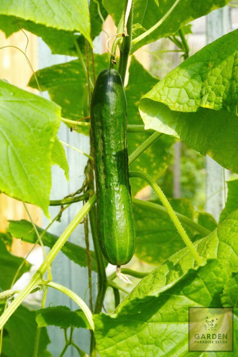 Buy Online F1 Apollo Cucumber Seeds - Plant & Growing Guide